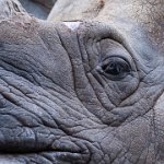 419 - RHINOS EYE - MCLELLAN STEVE - united kingdom <div